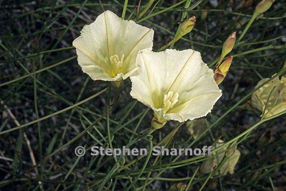 calystegia longipes 1 graphic